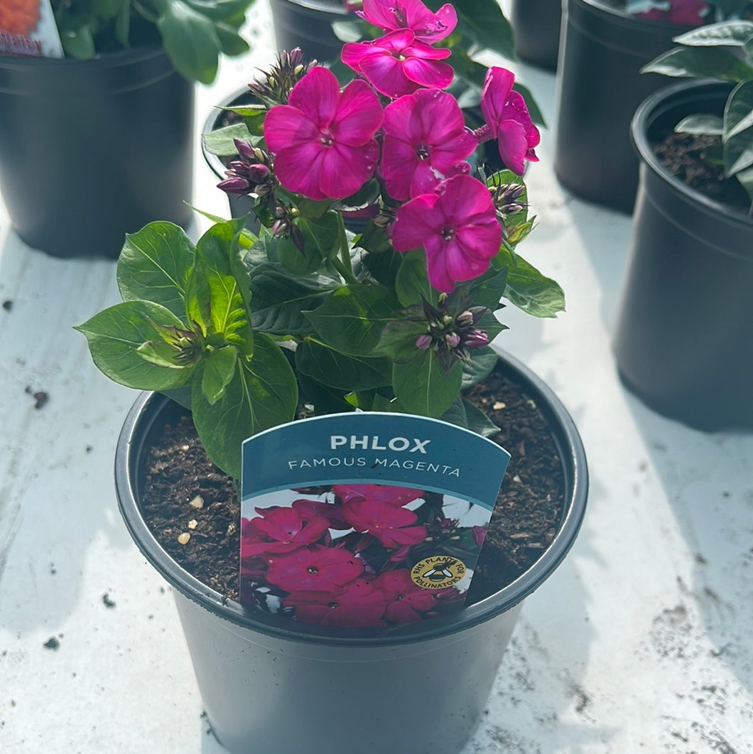 Phlox Famous Magenta