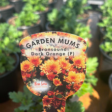 Load image into Gallery viewer, Chrysanthemum’Bransound Dark Orange’
