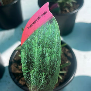 Rosemary