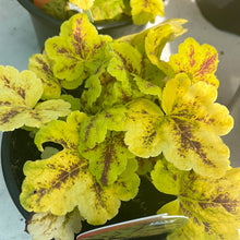 Load image into Gallery viewer, Heucherella ‘Leapfrog’
