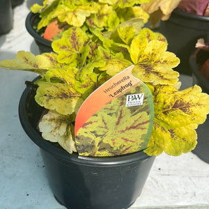 Heucherella ‘Leapfrog’