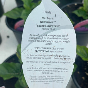 Gerbera ‘Sweet Suprise’