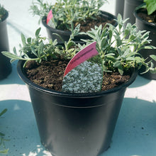 Load image into Gallery viewer, Cerastium tomentosum
