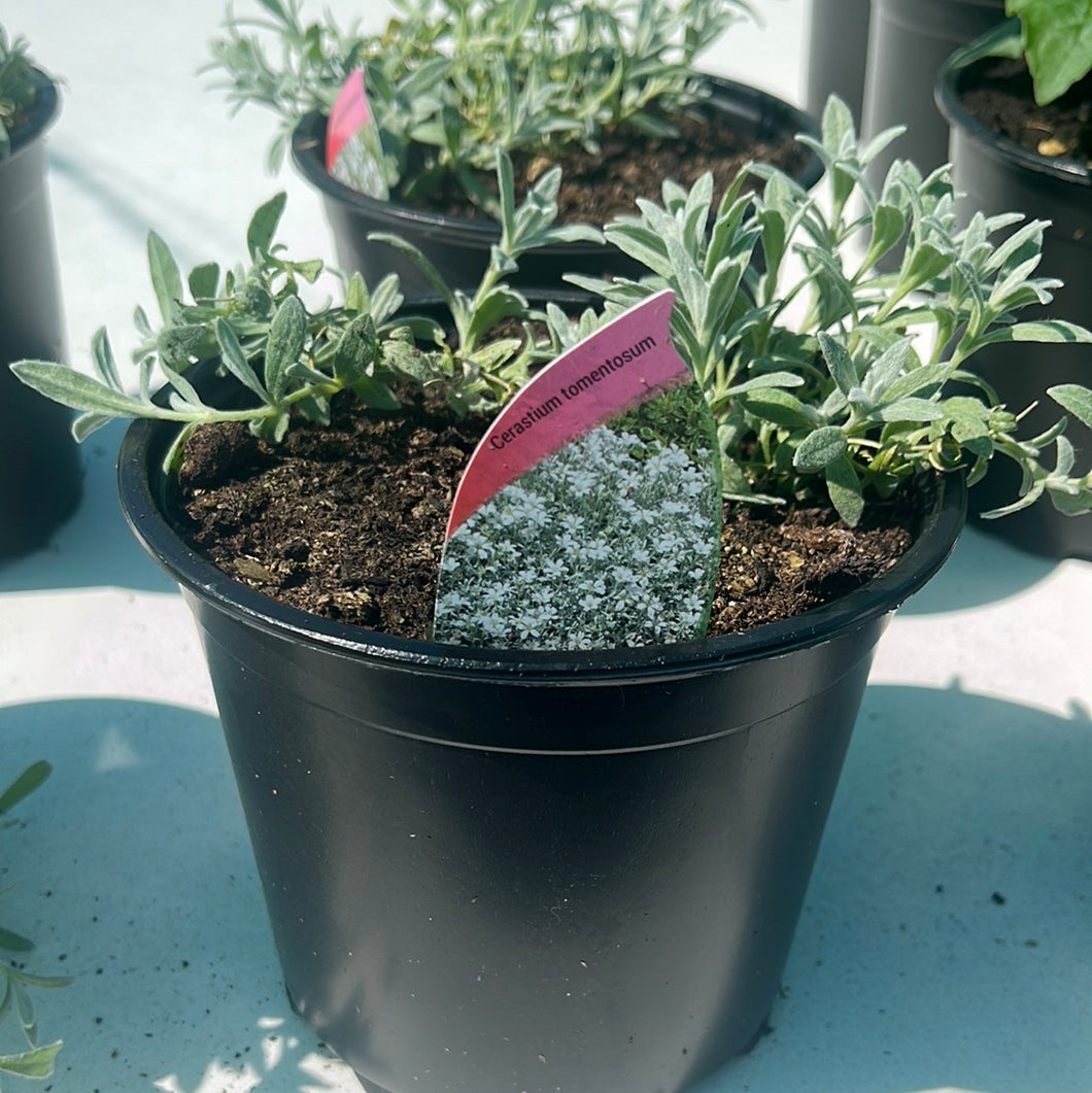 Cerastium tomentosum