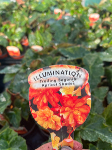 Apricot Trailing Begonia - POT