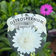 Load image into Gallery viewer, Osteospermum 3D White
