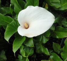 Load image into Gallery viewer, Arum Lily
