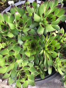 Sempervivum succulent