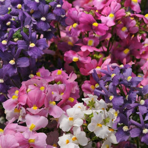Nemesia Poetry Mix