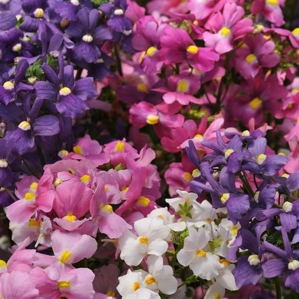 Nemesia Poetry Mix