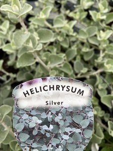 Helichrysum Silver