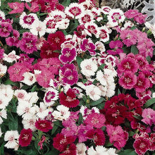 Load image into Gallery viewer, Dianthus Festival Mix
