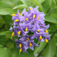 Load image into Gallery viewer, Solanum Climber
