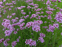 Load image into Gallery viewer, Verbena Bonariensis
