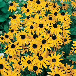 Rudbeckia Goldstrum