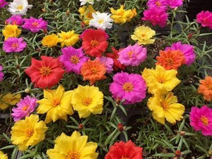 Portulaca Happy Trails Mix