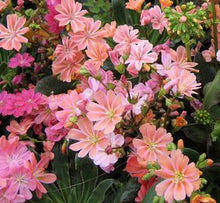 Load image into Gallery viewer, Lewisia Elise
