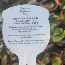 Load image into Gallery viewer, Non Stop Begonia Fortune White - POT
