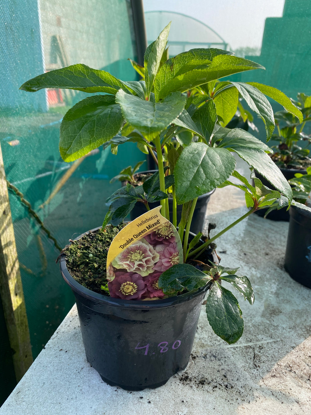 Helleborus’Double Queen Mix’