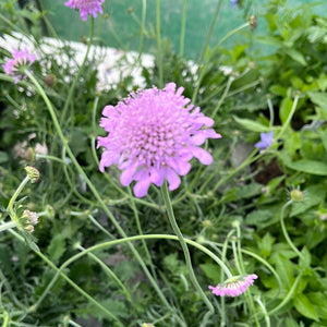 Scabiosa Pink Mist