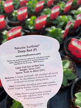 Load image into Gallery viewer, Surfinia ‘Deep Red’
