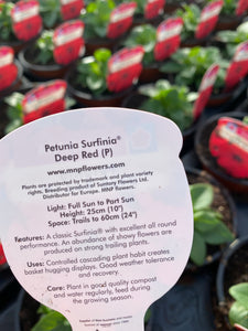 Surfinia ‘Deep Red’