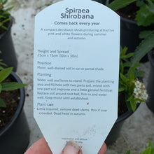 Load image into Gallery viewer, Spirea Shirobana
