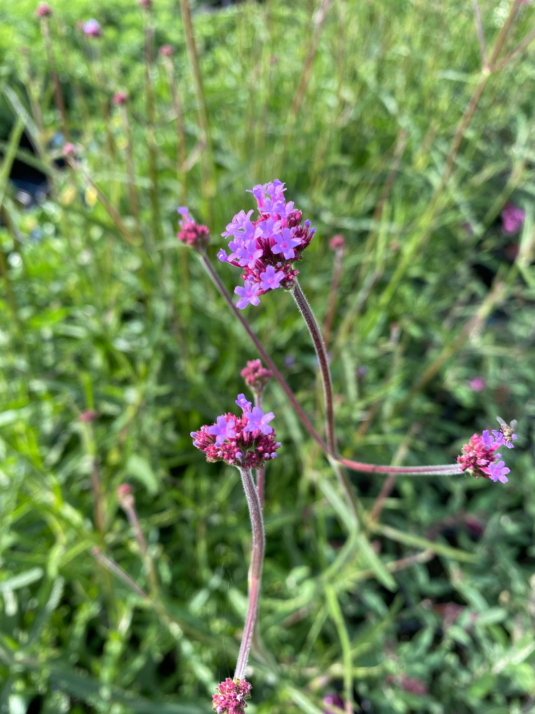 Verbena Bonariensis