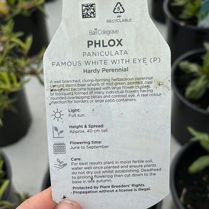 Phlox paniculata Famous'White Eye'
