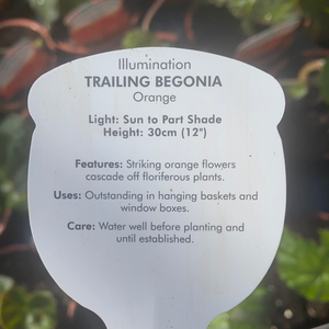 Orange Trailing Begonia - POT