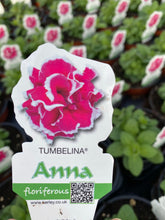 Load image into Gallery viewer, Tumbelina - Double Trailing Petunia ‘Anna’
