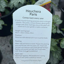 Load image into Gallery viewer, Heuchera Paris
