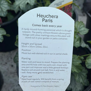 Heuchera Paris