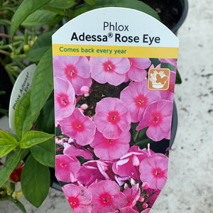 Phlox Adessa Rose Eye