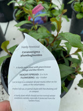 Load image into Gallery viewer, Ceratostigma Plumbaginoides
