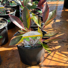 Load image into Gallery viewer, Photinia Red Robin

