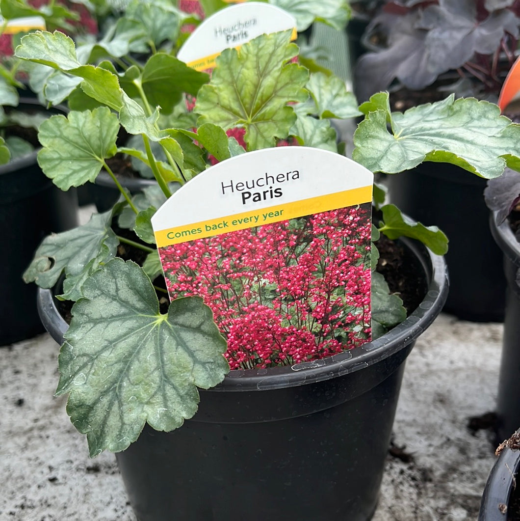 Heuchera Paris