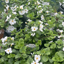 Load image into Gallery viewer, Bacopa Megacopa White
