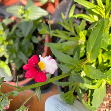 Load image into Gallery viewer, Nemesia ‘Cherry on ice’
