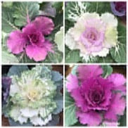 Ornamental Kale