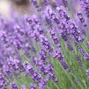 Lavender Munstead (English)