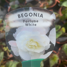Load image into Gallery viewer, Non Stop Begonia Fortune White - POT
