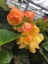 Load image into Gallery viewer, Apricot Trailing Begonia - POT
