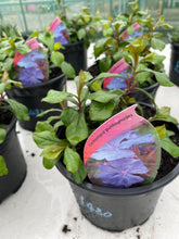 Load image into Gallery viewer, Ceratostigma Plumbaginoides
