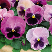 Load image into Gallery viewer, Pink shades Pansies
