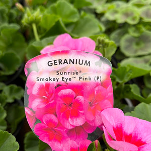 Geranium ’Smokey Eye Pink’