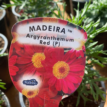 Load image into Gallery viewer, Argyranthemum Maderia Red
