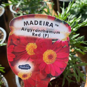 Argyranthemum Maderia Red