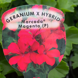 Geranium Marcada ‘Magenta’
