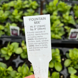 Trailing Lobelia  ‘Mixed’